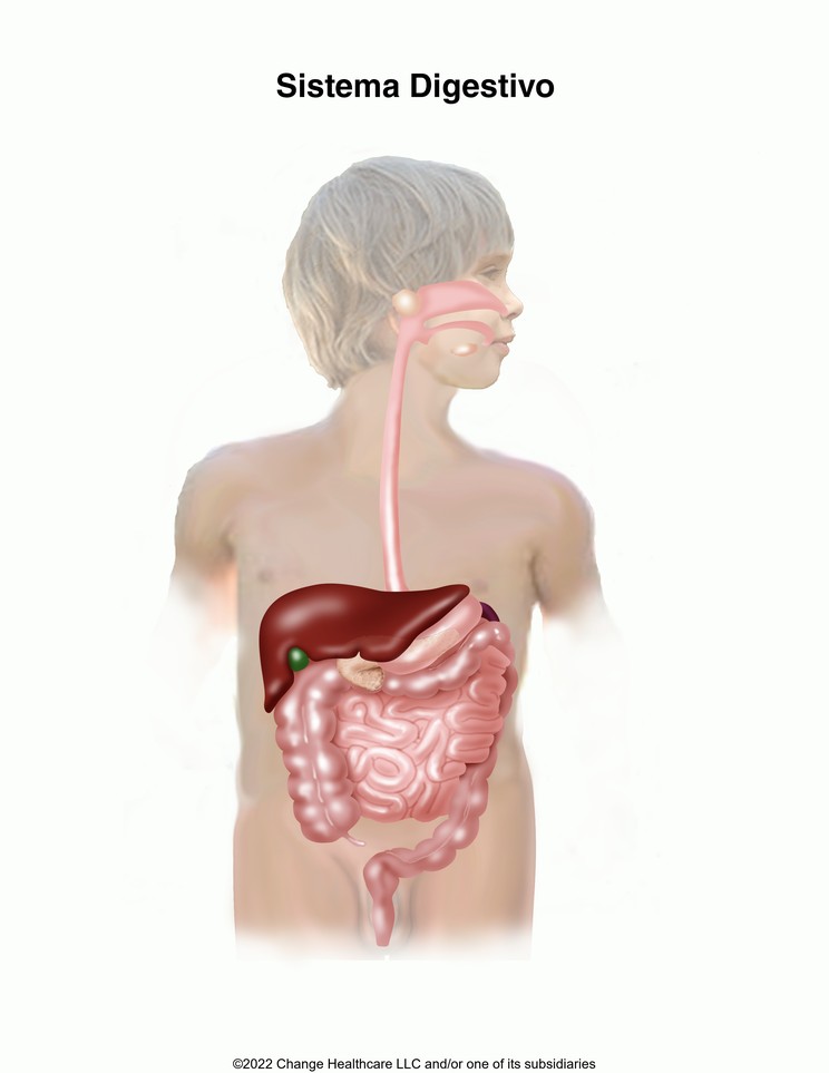 Digestive System (Child): Illustration