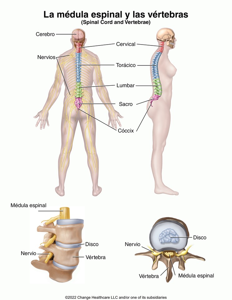 Spinal Cord and Vertebrae: Illustration