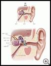 Thumbnail image of: Ear: Illustration
