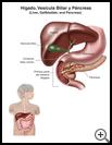 Thumbnail image of: Liver, Gallbladder, and Pancreas: Illustration