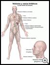 Thumbnail image of: Lymph Nodes and Vessels: Illustration