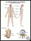 Thumbnail image of: Spinal Cord and Vertebrae: Illustration