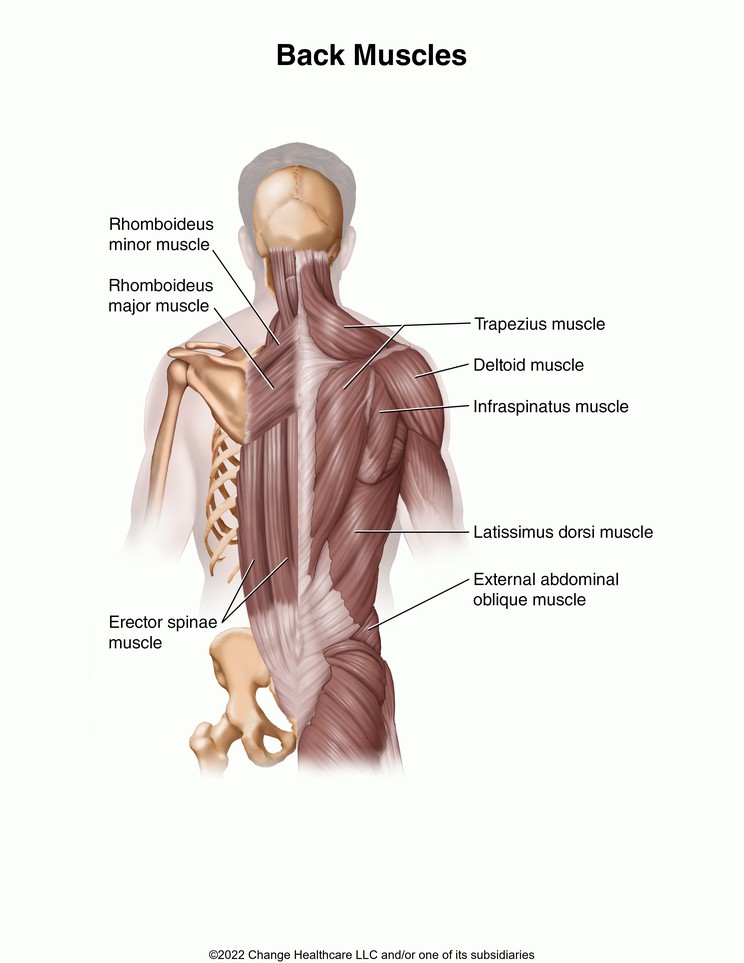 Back Muscles: Illustration
