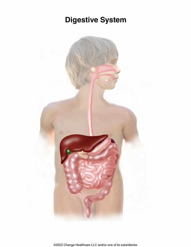 Digestive System (Child): Illustration