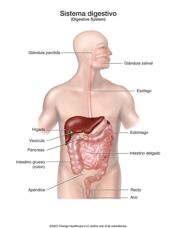 Digestive System: Illustration