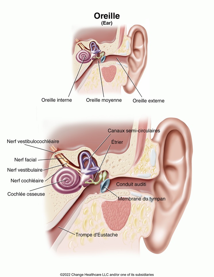 Ear: Illustration