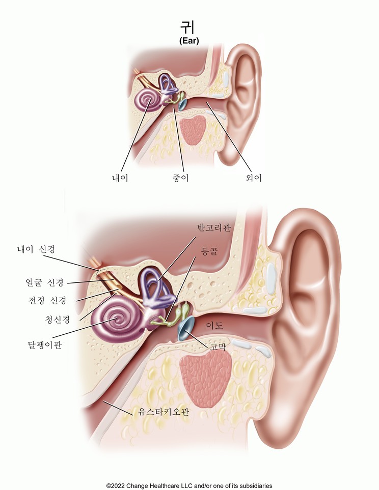 Ear: Illustration