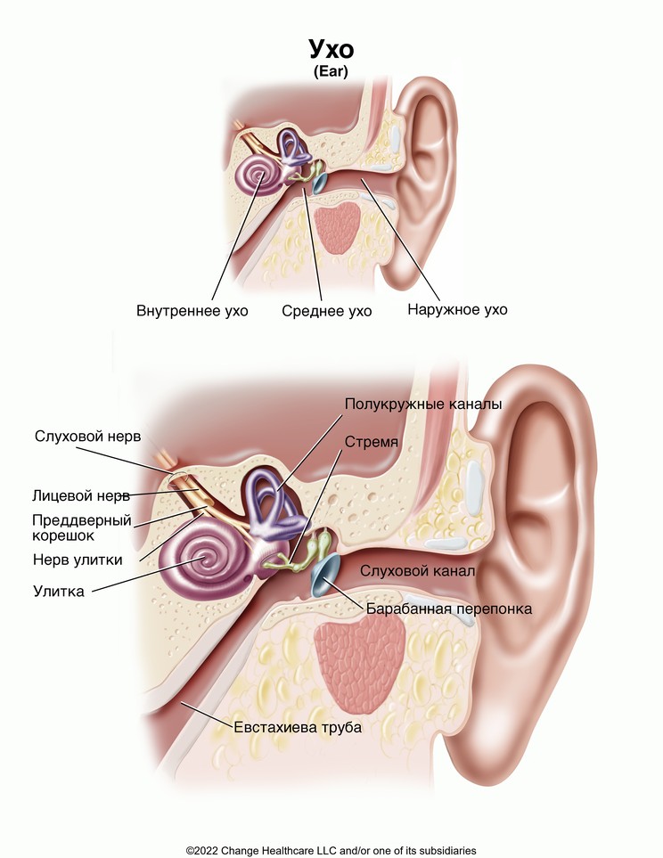 Ear: Illustration