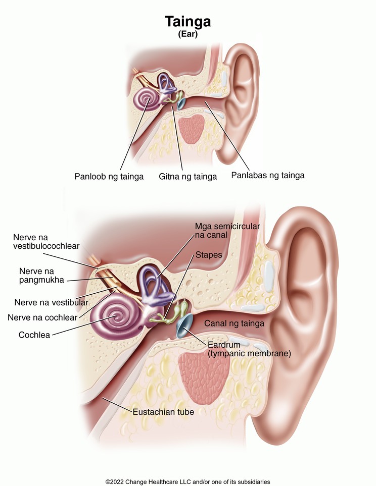 Ear: Illustration