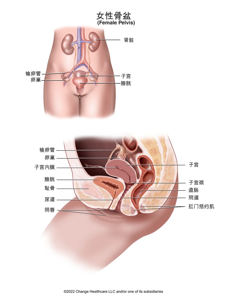 Female Pelvis: Illustration