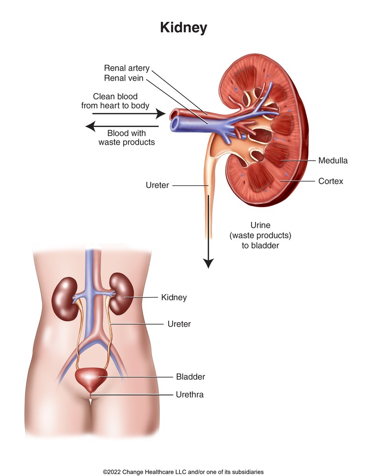 Kidney: Illustration