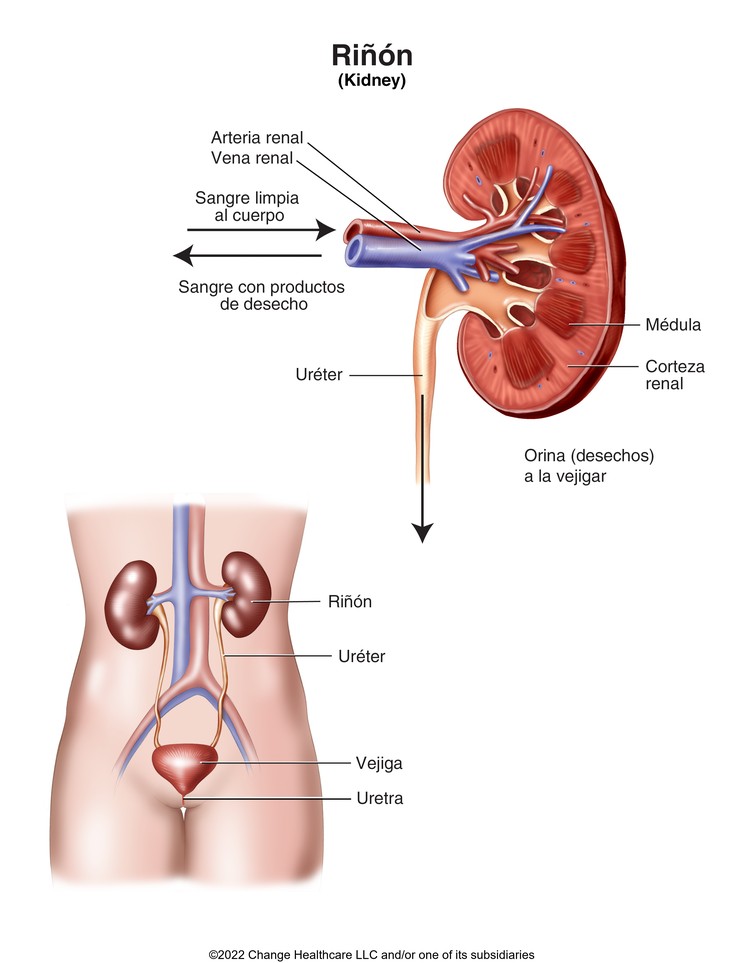 Kidney: Illustration