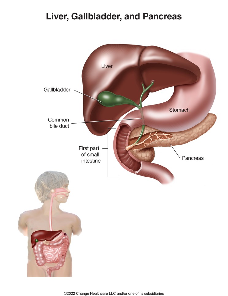 Liver, Gallbladder, and Pancreas: Illustration