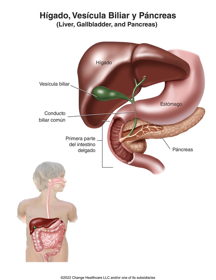 Liver, Gallbladder, and Pancreas: Illustration