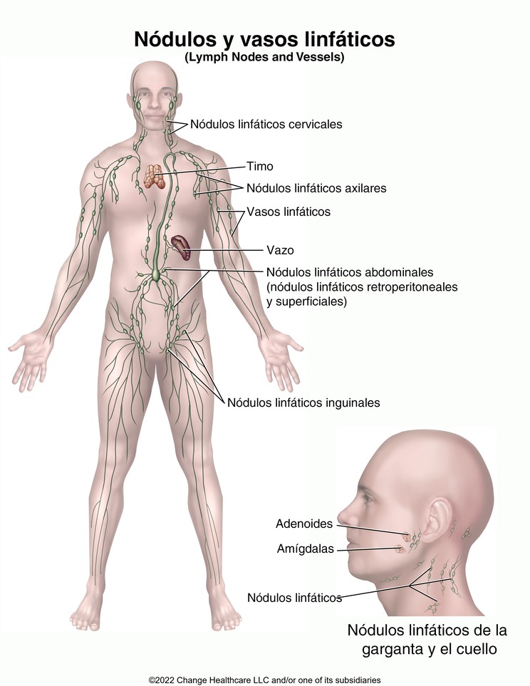 Lymph Nodes and Vessels: Illustration