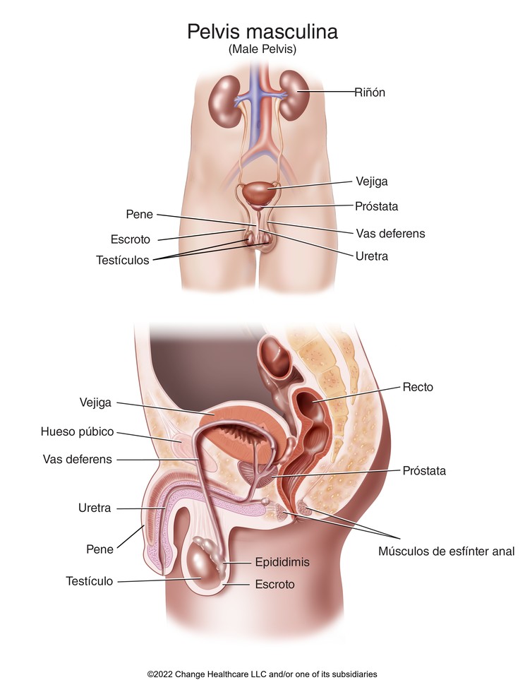 Male Pelvis: Illustration