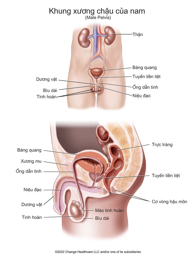 Male Pelvis: Illustration