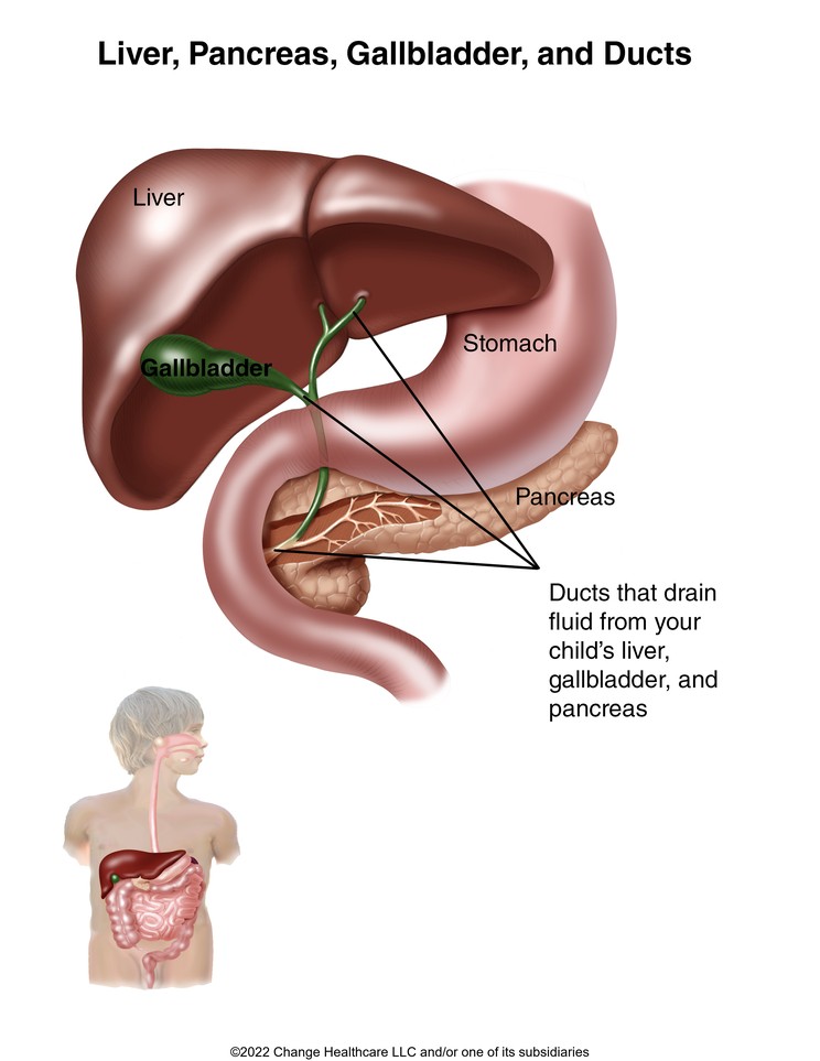 Liver, Pancreas, Gallbladder, and Ducts: Illustration
