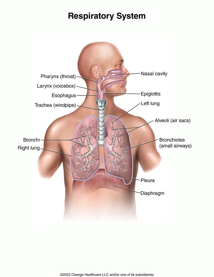 Respiratory System: Illustration