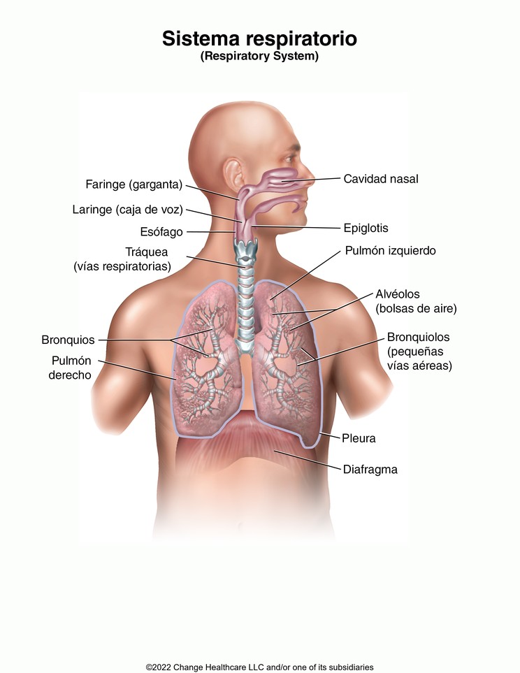 Respiratory System: Illustration