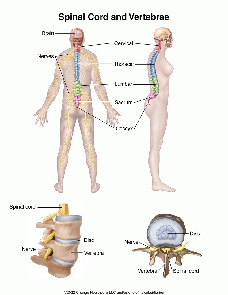 Spinal Cord and Vertebrae: Illustration