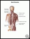 Thumbnail image of: Back Muscles: Illustration