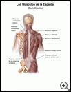 Thumbnail image of: Back Muscles: Illustration