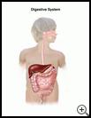 Thumbnail image of: Digestive System (Child): Illustration