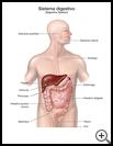 Thumbnail image of: Digestive System: Illustration