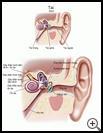 Thumbnail image of: Ear: Illustration