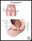 Thumbnail image of: Female Pelvis: Illustration