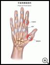 Thumbnail image of: Finger and Thumb Sprain: Illustration