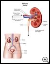 Thumbnail image of: Kidney: Illustration