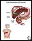 Thumbnail image of: Liver, Gallbladder, and Pancreas: Illustration