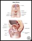 Thumbnail image of: Male Pelvis: Illustration