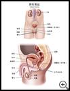 Thumbnail image of: Male Pelvis: Illustration