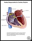 Thumbnail image of: Nodes Responsible for Cardiac Rhythm: Illustration
