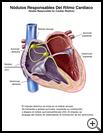 Thumbnail image of: Nodes Responsible for Cardiac Rhythm: Illustration