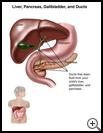 Thumbnail image of: Liver, Pancreas, Gallbladder, and Ducts: Illustration