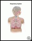 Thumbnail image of: Respiratory System (Child): Illustration