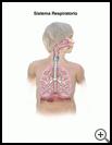 Thumbnail image of: Respiratory System (Child): Illustration