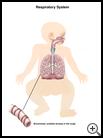 Thumbnail image of: Respiratory System (Infant): Illustration