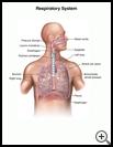 Thumbnail image of: Respiratory System: Illustration