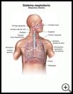 Thumbnail image of: Respiratory System: Illustration