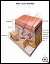 Thumbnail image of: Skin, Cross Section: Illustration