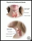 Thumbnail image of: Thyroid and Parathyroid Glands: Illustration