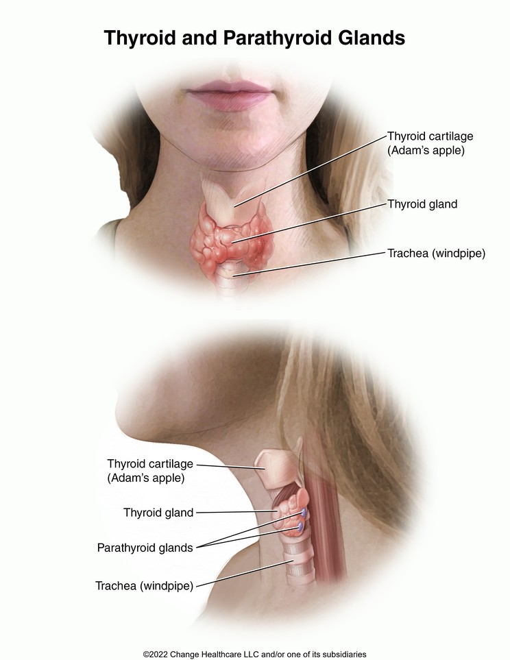 Thyroid and Parathyroid Glands: Illustration