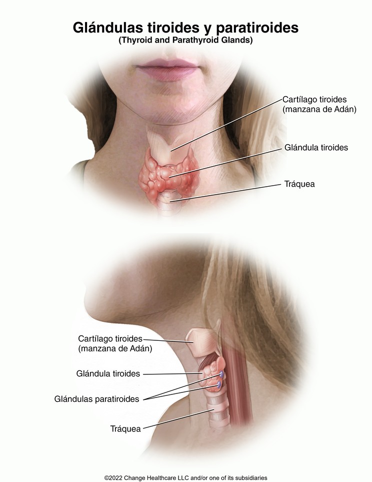 Thyroid and Parathyroid Glands: Illustration