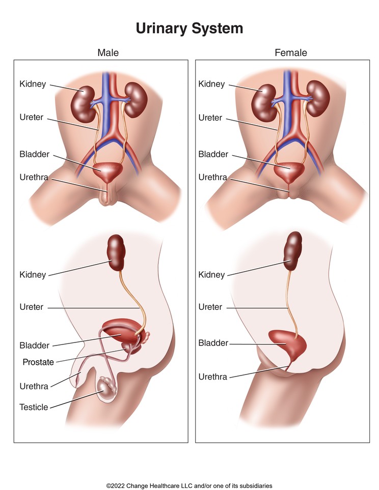 Urinary System in Children: Illustration