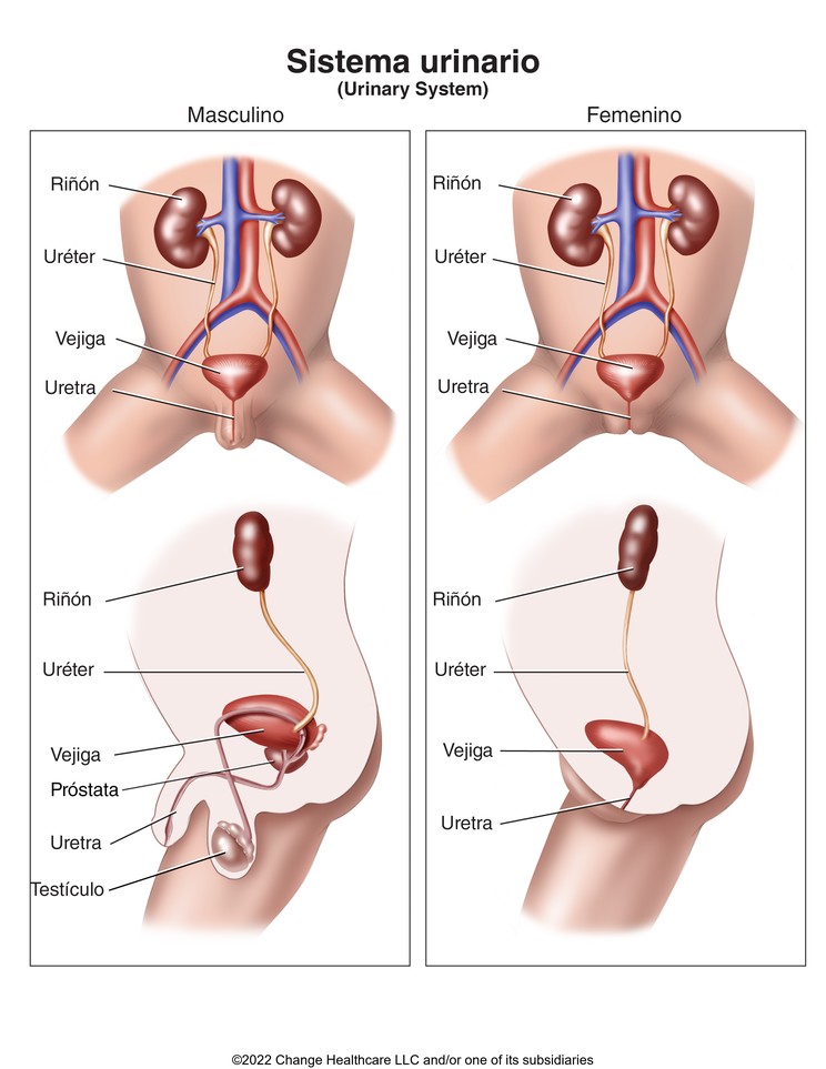 Urinary System in Children: Illustration